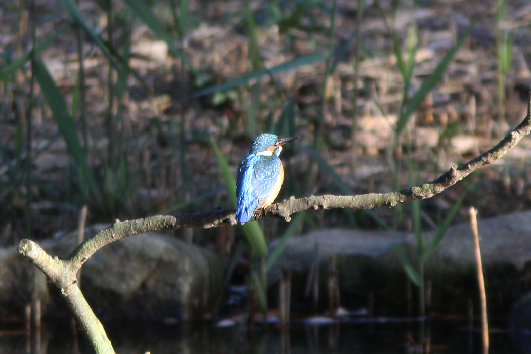 カワセミが冬の日を受けて水面に写っていました　ちょっと遠いけどね